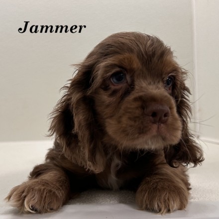 puppy, for, sale, Cocker Spaniel, Joe & Cherri  Overlease, dog, breeder, Miller, MO, dog-breeder, puppy-for-sale, forsale, nearby, find, puppyfind, locator, puppylocator, aca